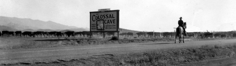 Cattle-graze-on-open-range-along-highway-80-and-Colossal-Cave-Road-1935.jpg