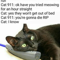 cat-911