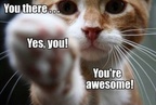 youre-awesome-1