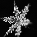 Monochrome Snowflake