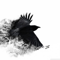 crow wings bird swing