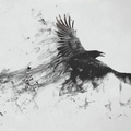raven_bird_flying.jpg