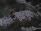 Bug On A Flower