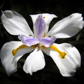 Spanish-iris-crop-only