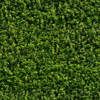 texture 314 green wall foliage 4500px