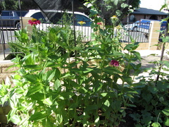 IMG 0632