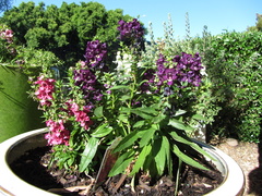 IMG 0635