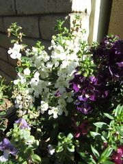 IMG 0636
