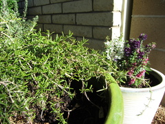IMG 0640