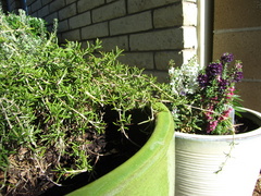 IMG 0641