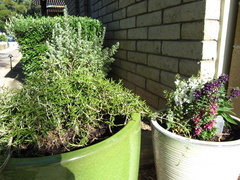 IMG 0642