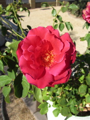 IMG 0643