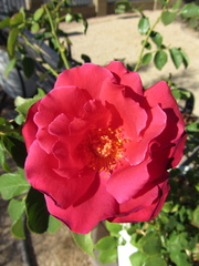 IMG 0644